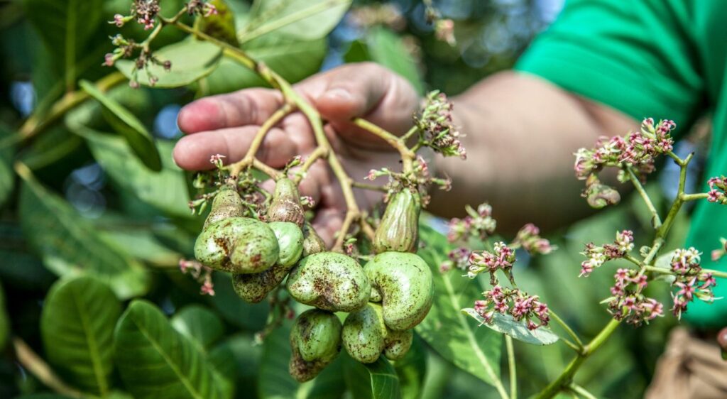noix de cajou arbre