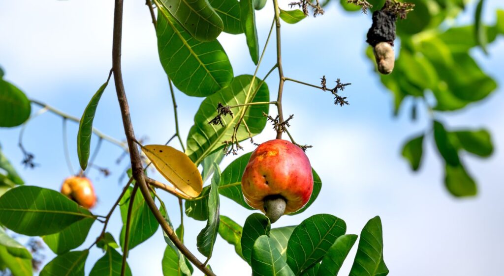 arbre noix de cajou