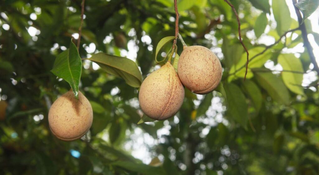 noix de muscade arbre