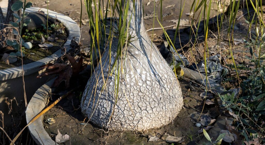 pied d'éléphant noline recourbée