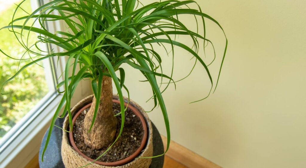 pied d'elephant noline recourbée