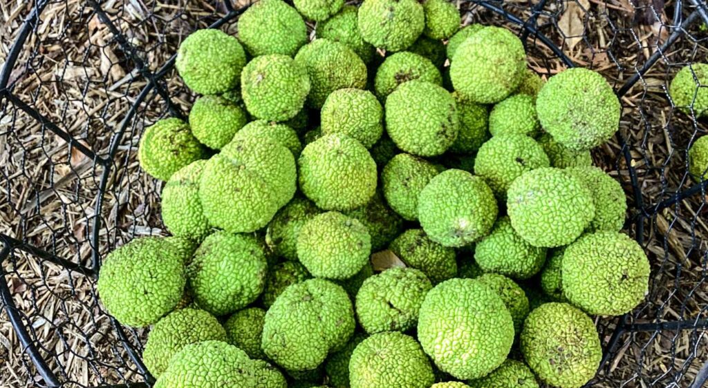 noyer d’amérique récolte