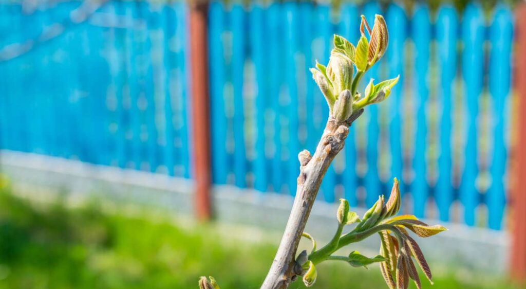 planter noyer d’amérique