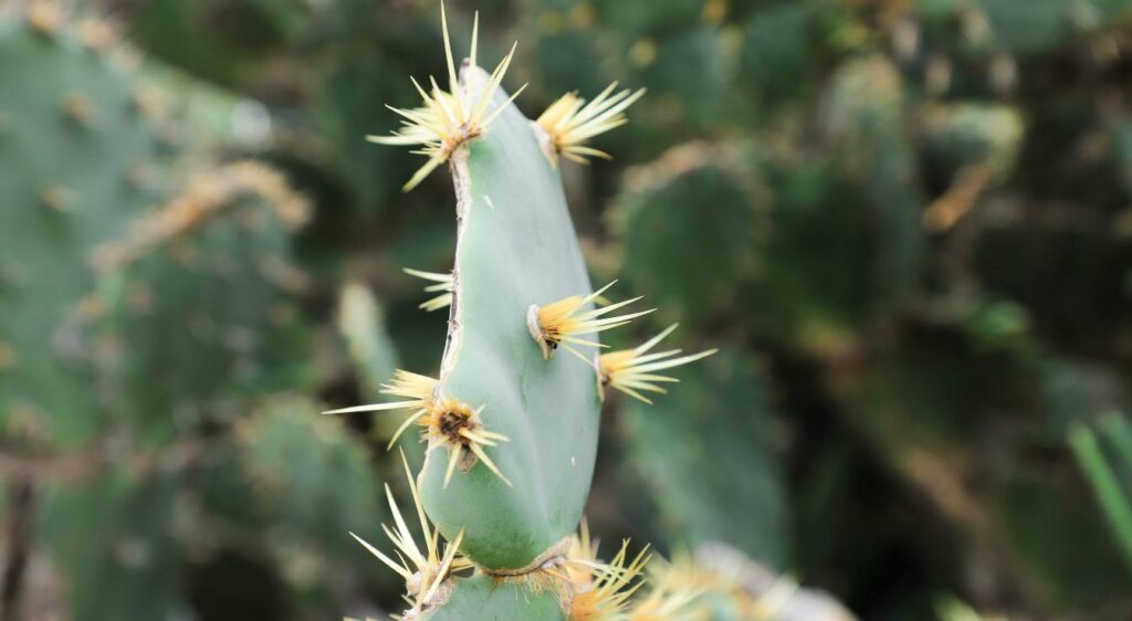 opuntia consolea