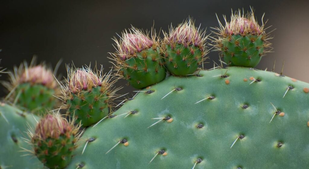 opuntia consolea