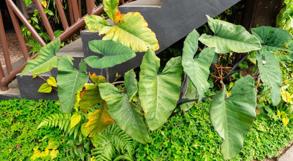 oreille d'éléphant géante entretien