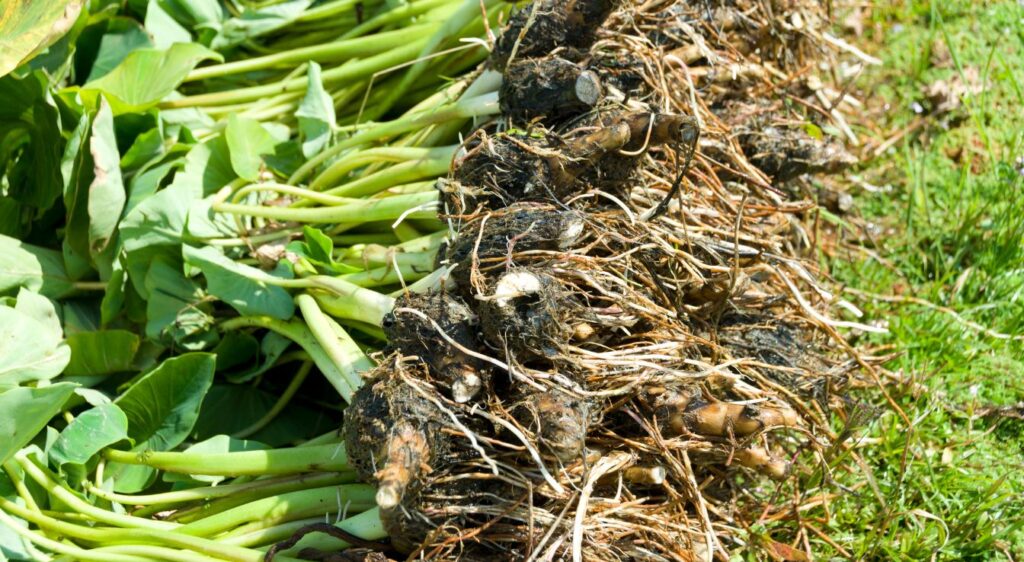 oreille d'éléphant géante rhizome