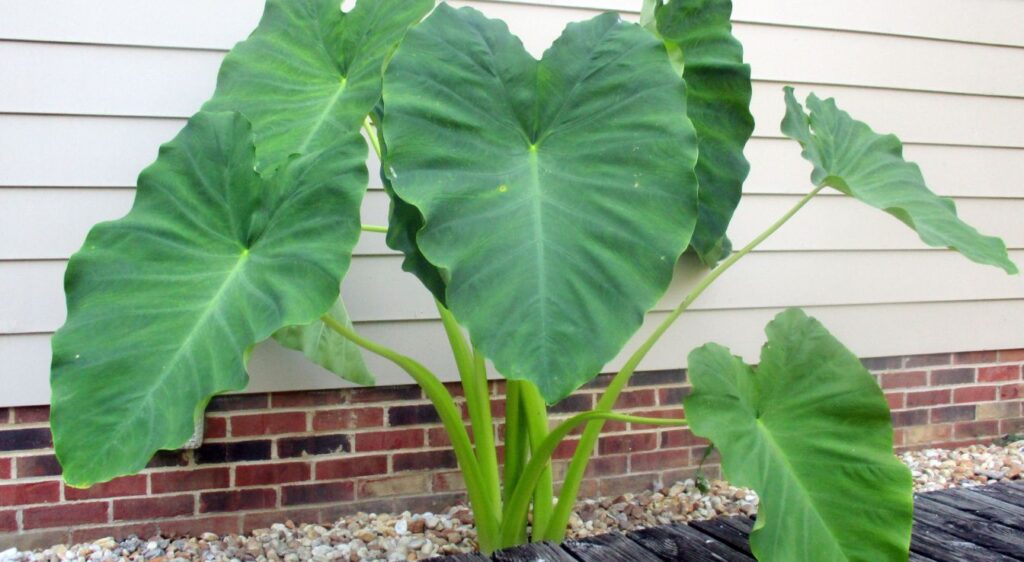 planter oreille d'éléphant géante