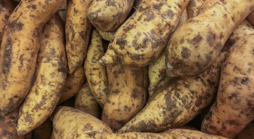 patate douce chair blanche