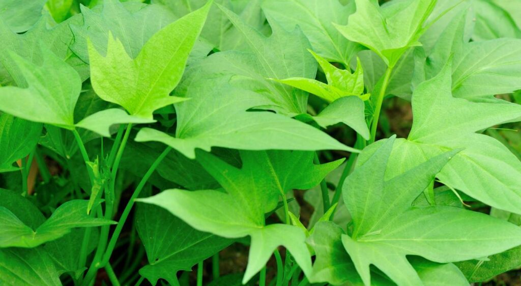 patate douce blanche