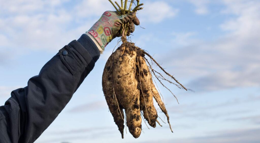 patate douce blanche