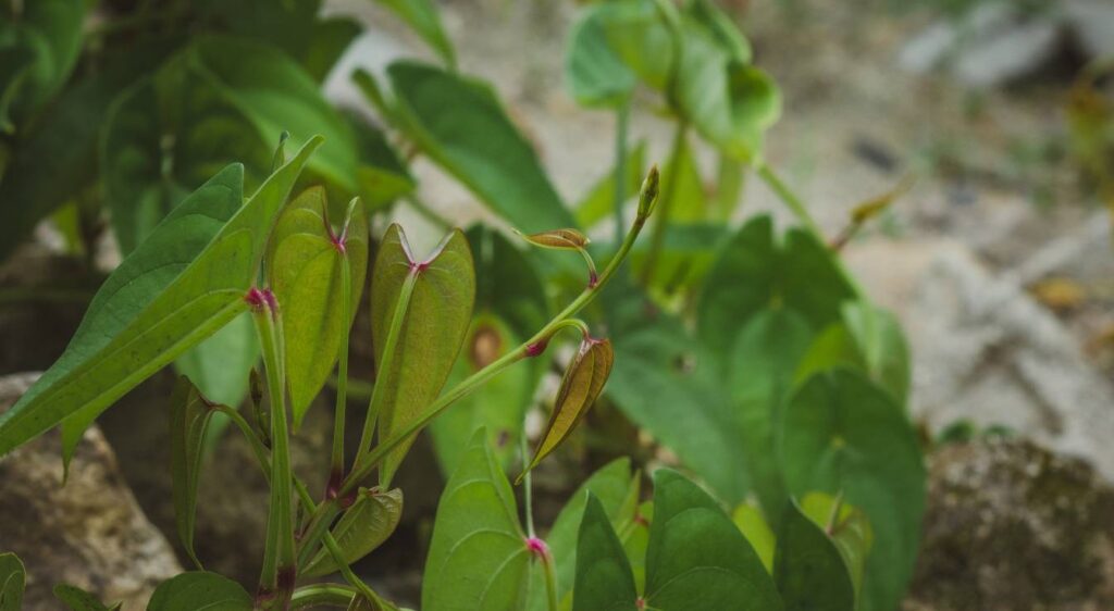 patate douce violette plante