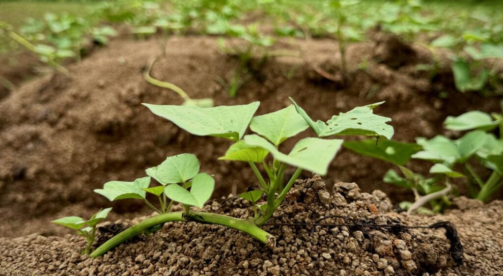 planter des patates douces