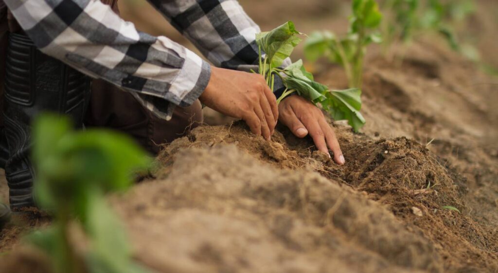 planter des patates douces