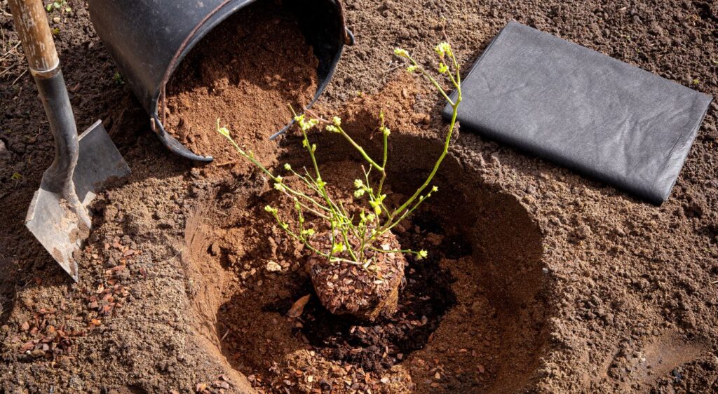 planter le myrtillier