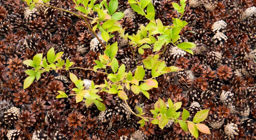 taille du myrtillier