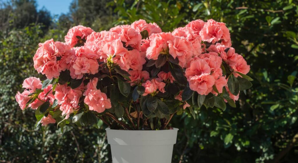 rhododendron en pot