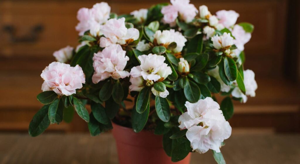 rhododendron en pot