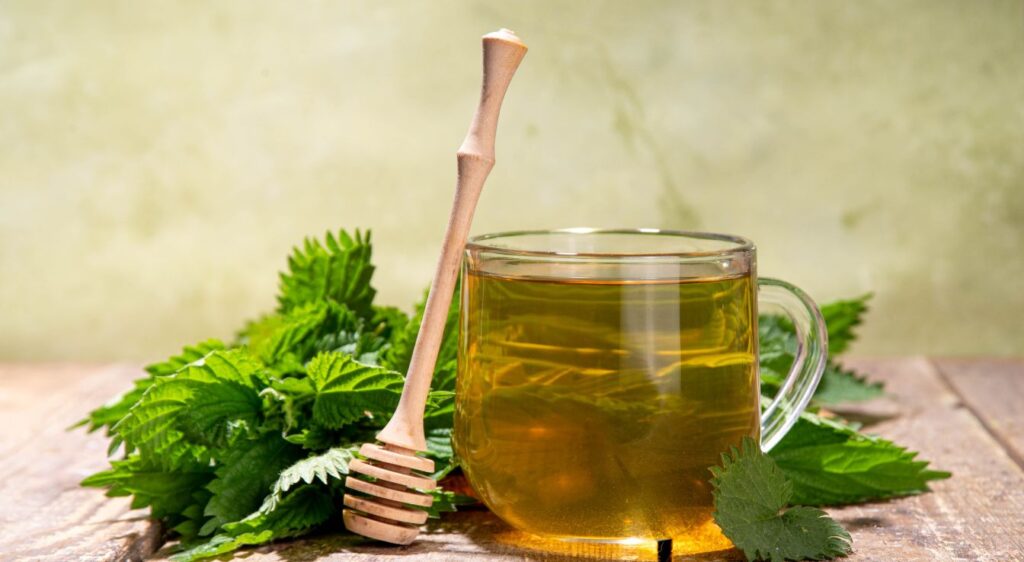 bienfaits de la tisane d’ortie