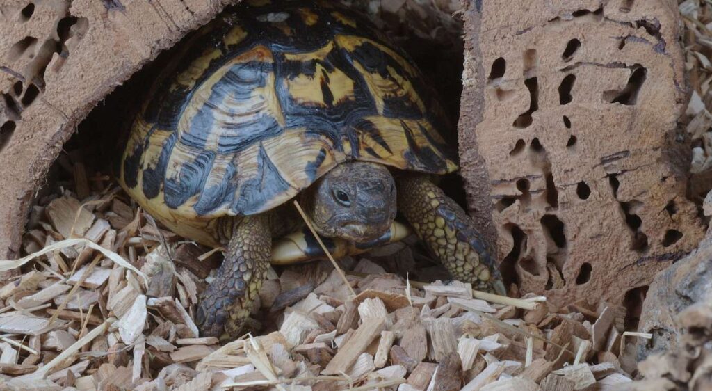 tortue d’Hermann