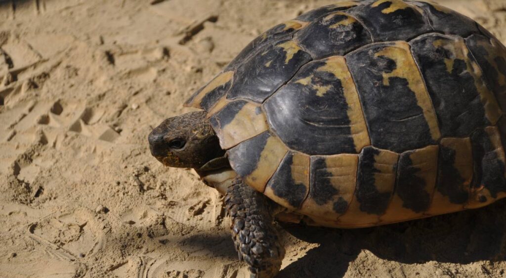 tortue d’Hermann
