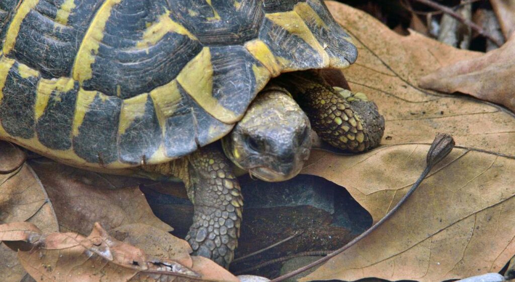 tortue d’Hermann