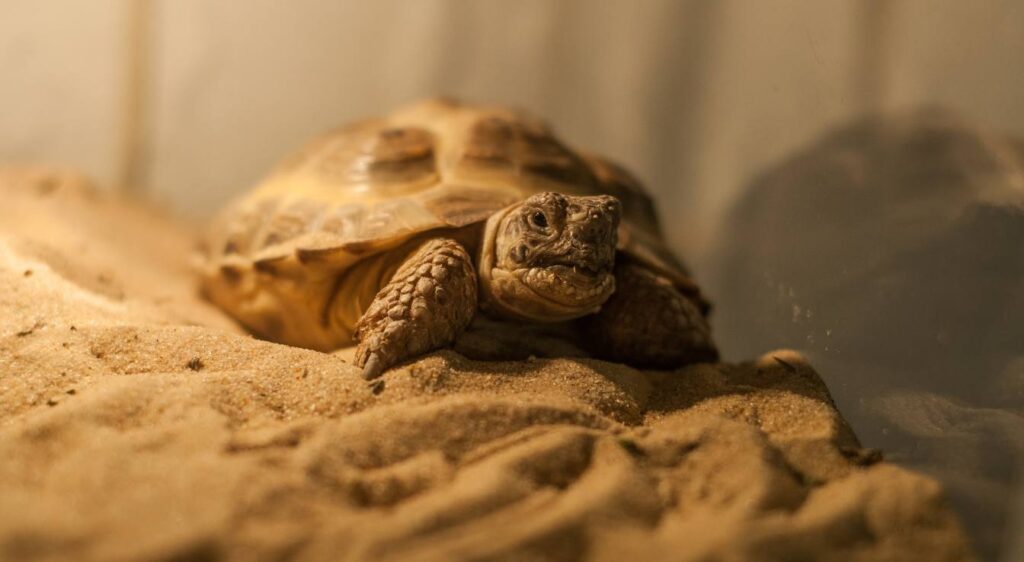 tortue de terrarium