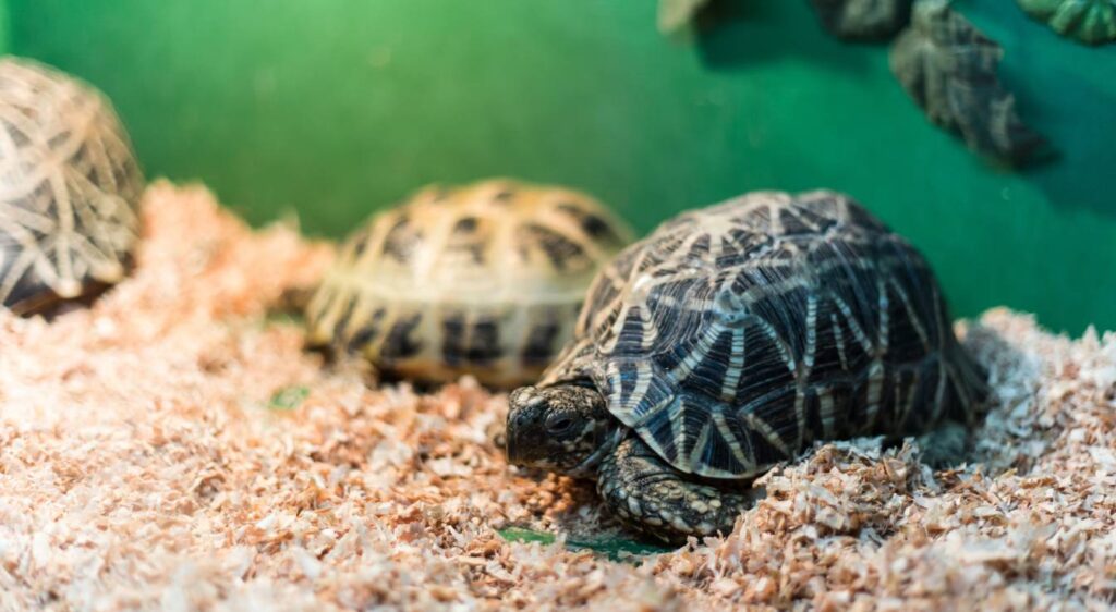 tortue de terrarium