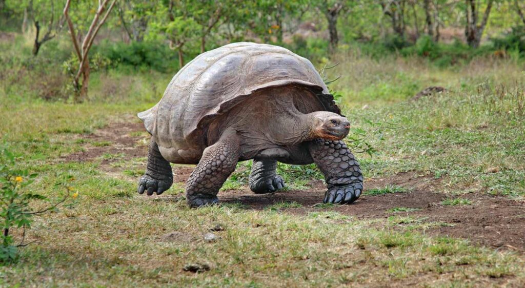 tortue des Galapagos