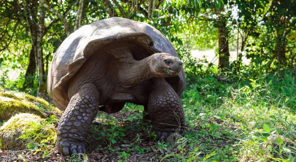 tortue des Galapagos