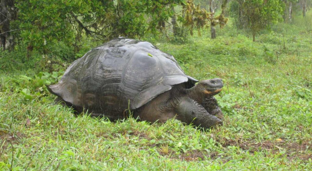 tortue des Galapagos