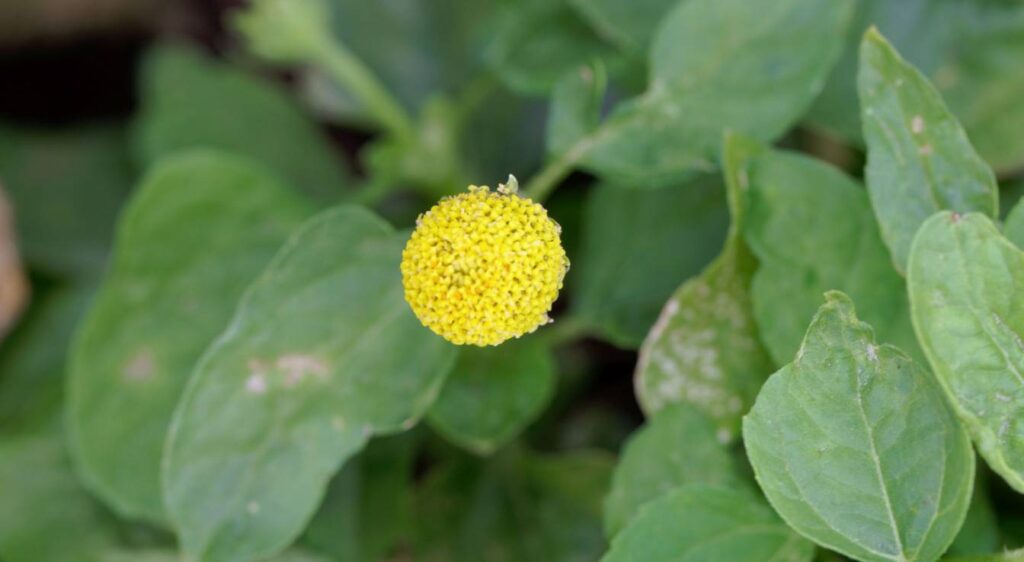 spilanthes acmella oleracea