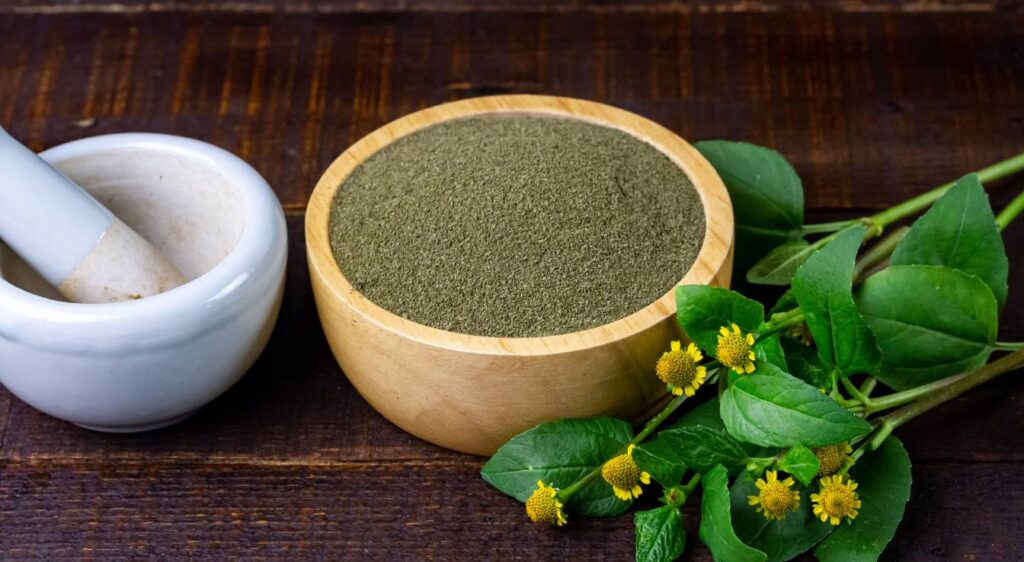 Acmella oleracea bienfaits