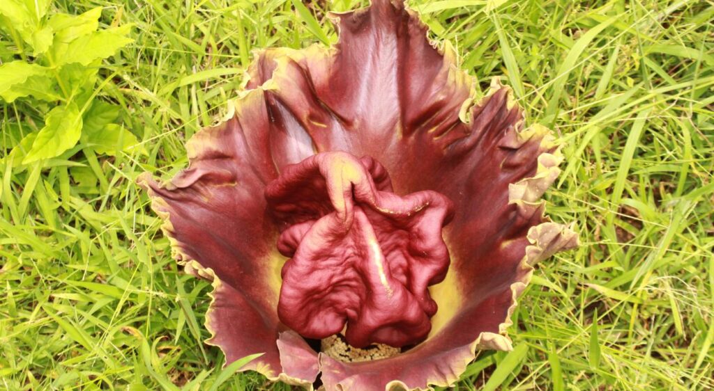 Amorphophallus titanum