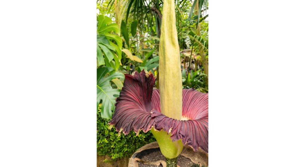 Amorphophallus titanum