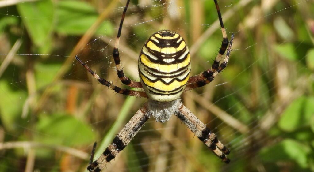 Argiope frelon