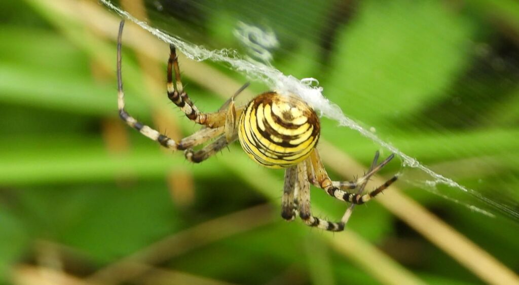 Argiope frelon