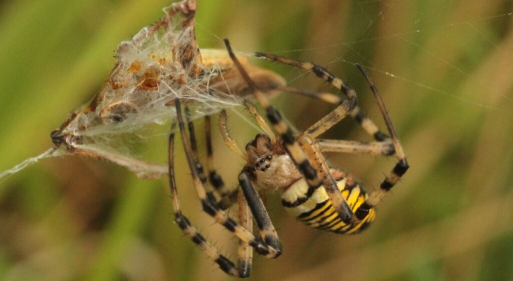 Argiope frelon