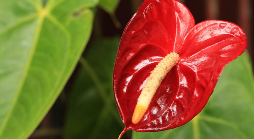 arum rouge entretien