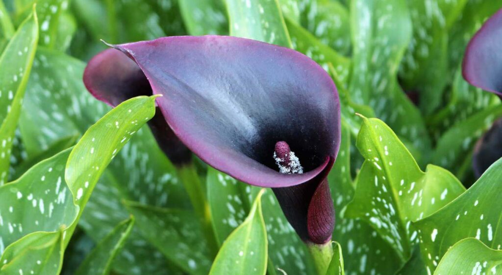 arum calla noir​