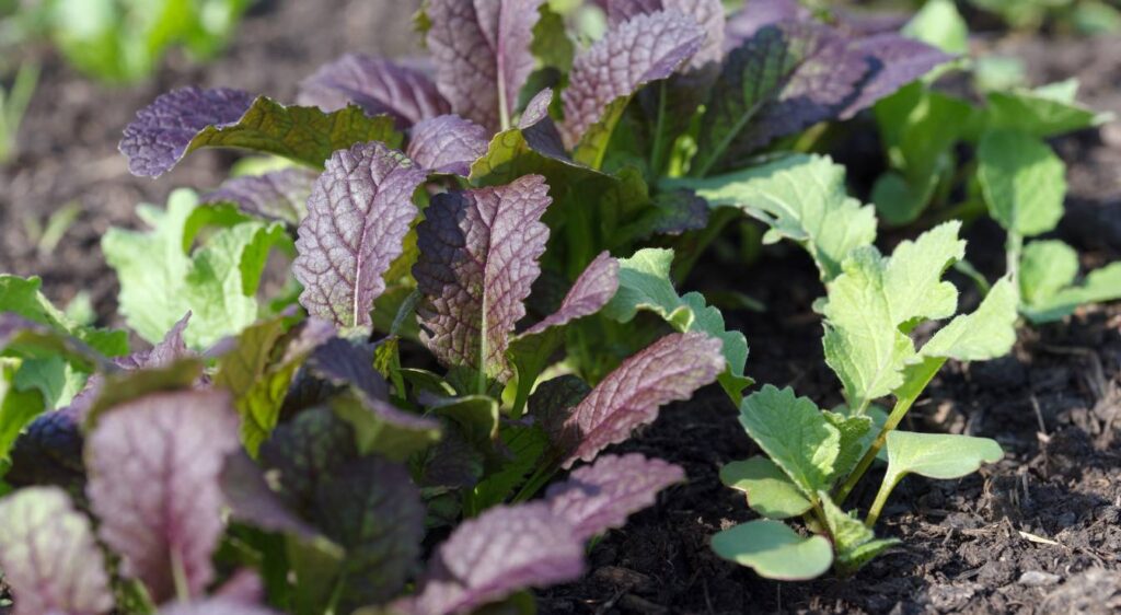 Brassica juncea plante