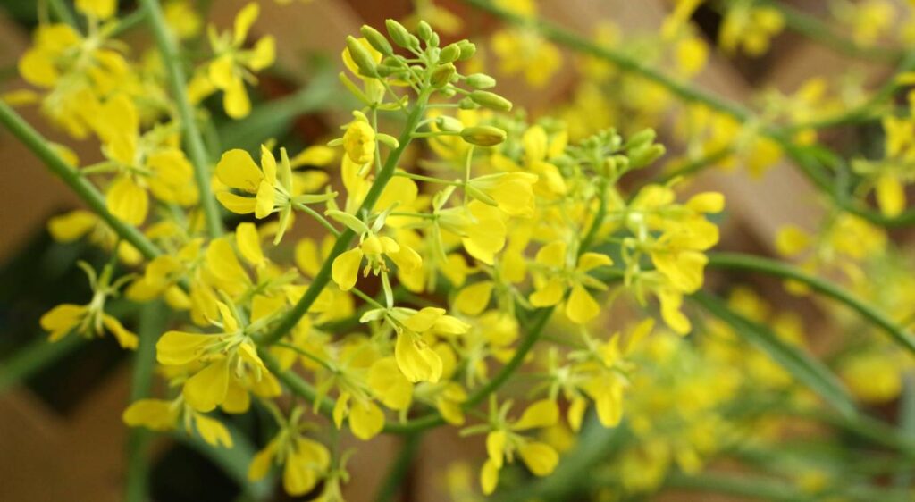 Brassica juncea fleurs