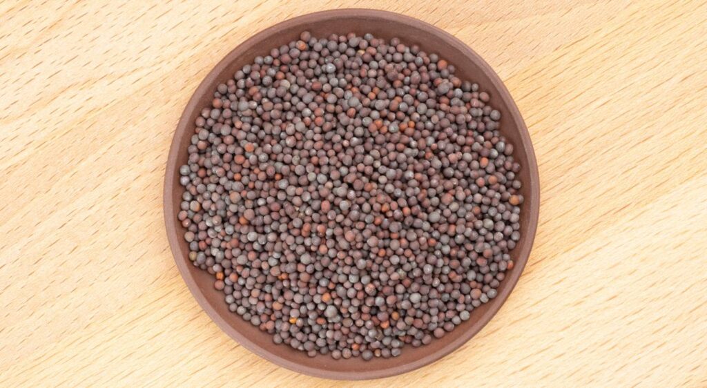 Brassica juncea graines