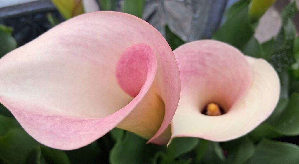 Calla