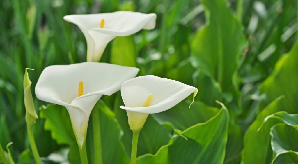 Calla