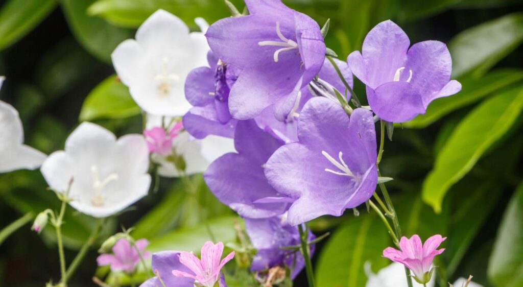 campanules des carpates