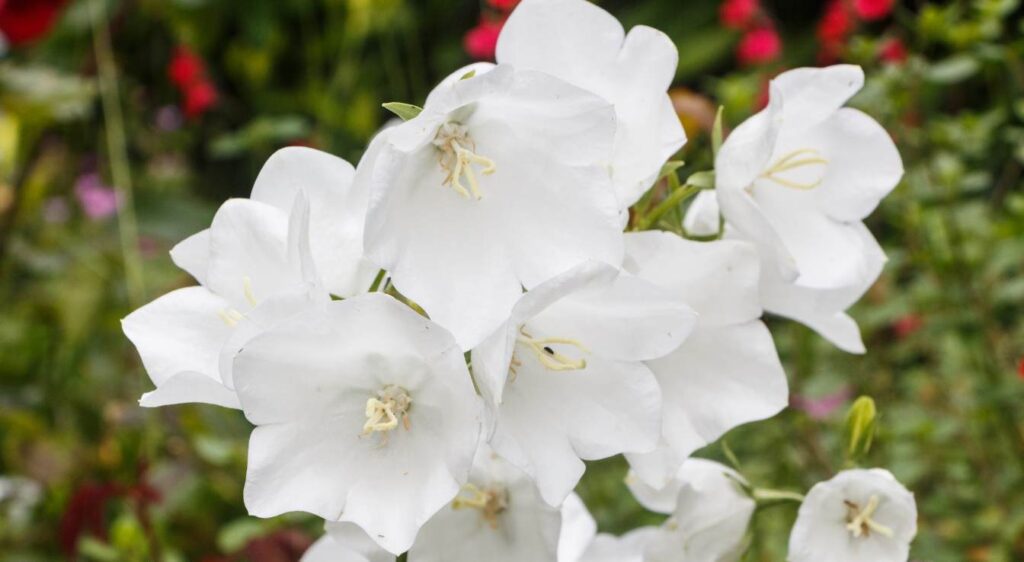 campanule des carpates blanche