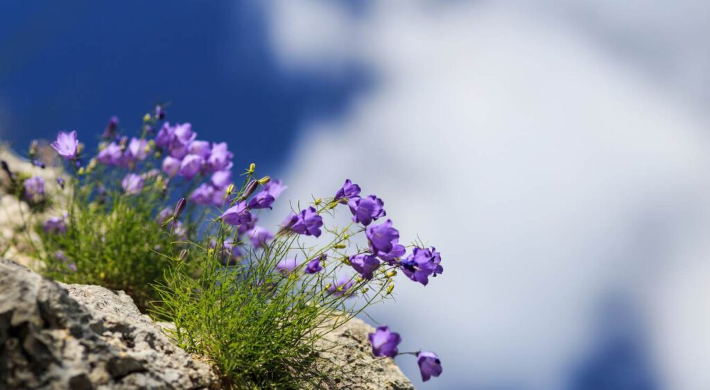 campanule des carpate