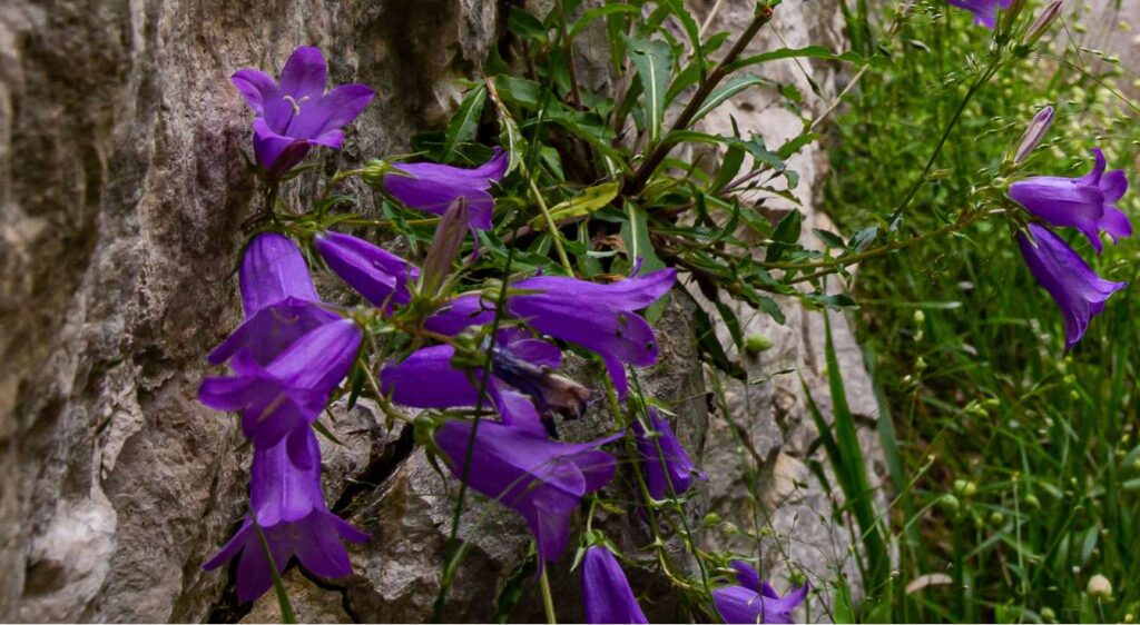 campanules des murs