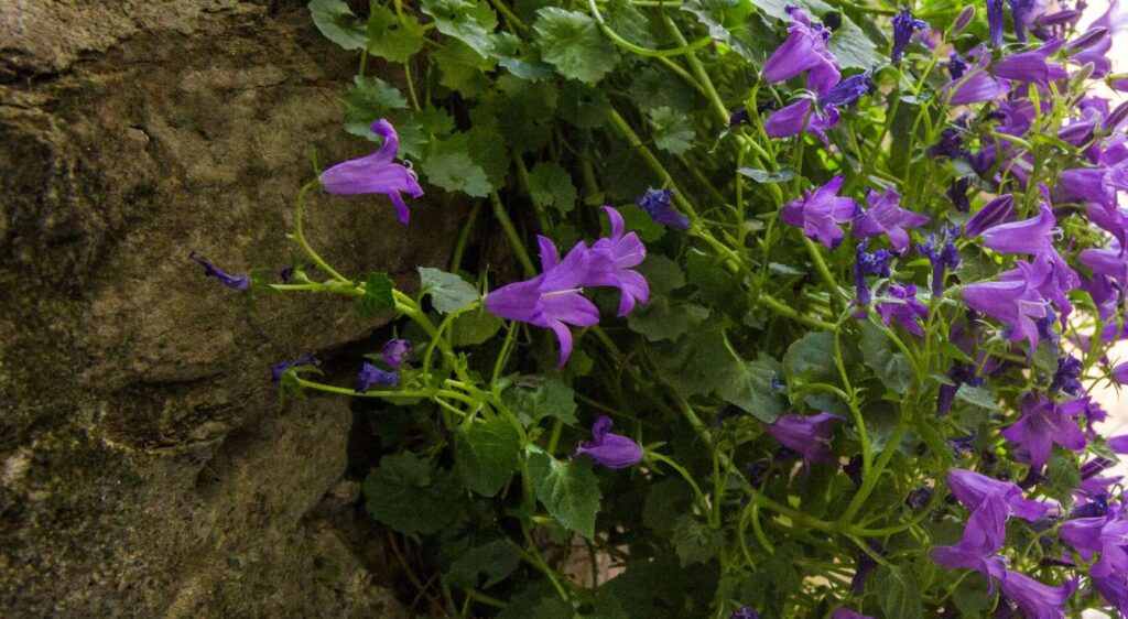 campanule des mur